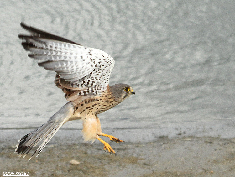  Common Kestrel Falco Tinnunculus  ,Maagan Michael  15-11-11  Lior Kislev             